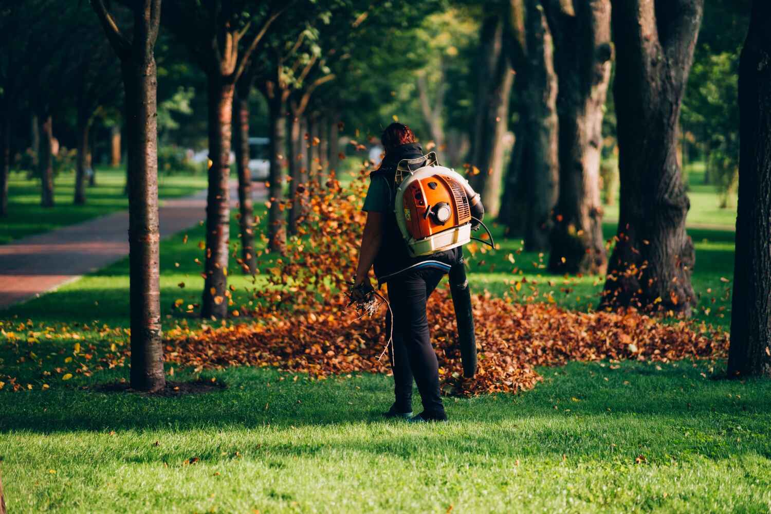 Best Tree Root Removal  in USA